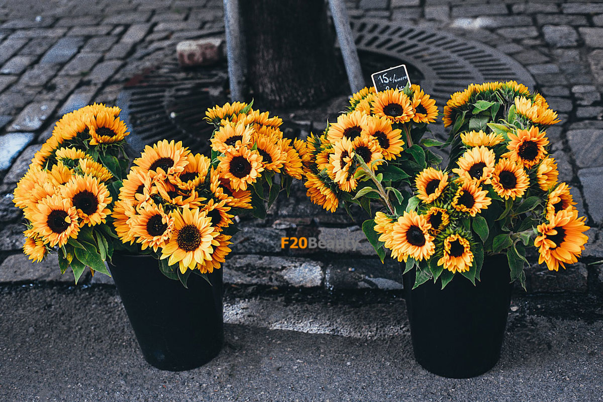 Hoa hướng dương