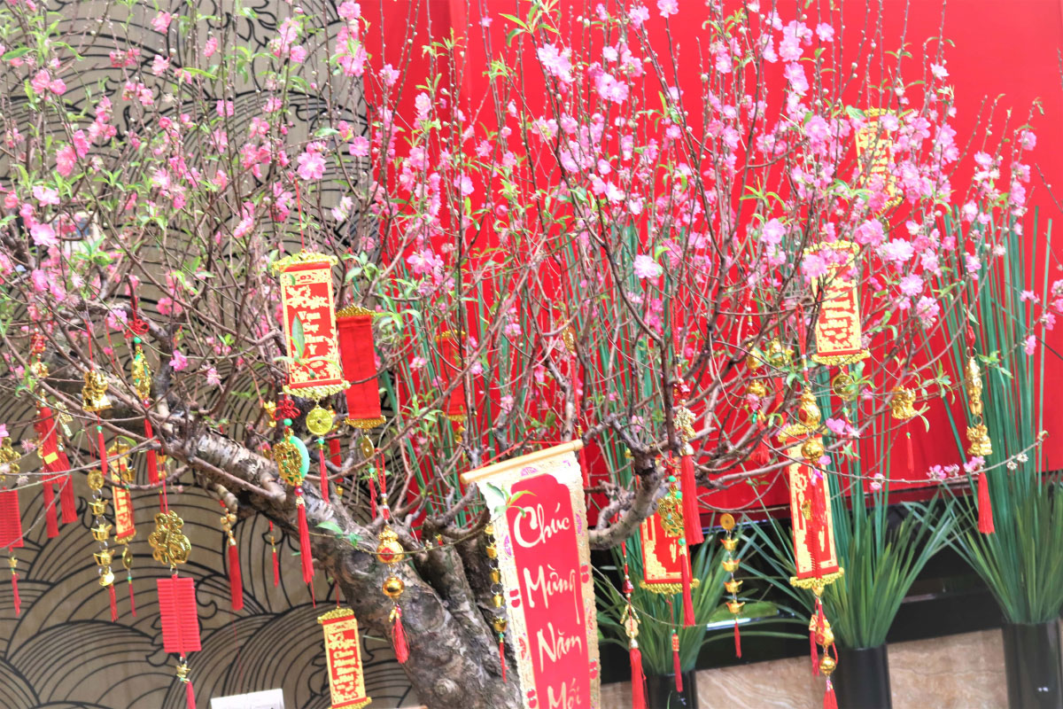 Cây Đào trang trí tết