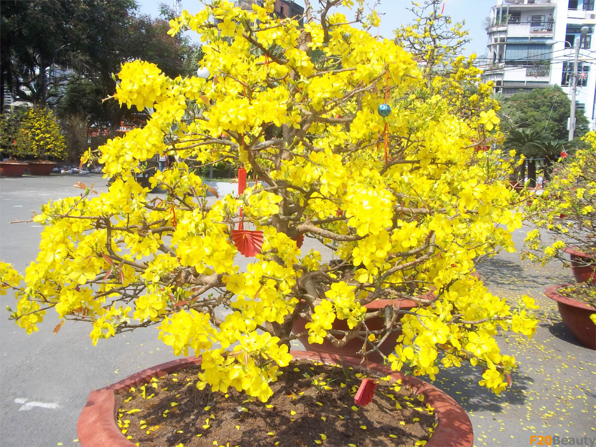 Cây hoa mai trang trí tết