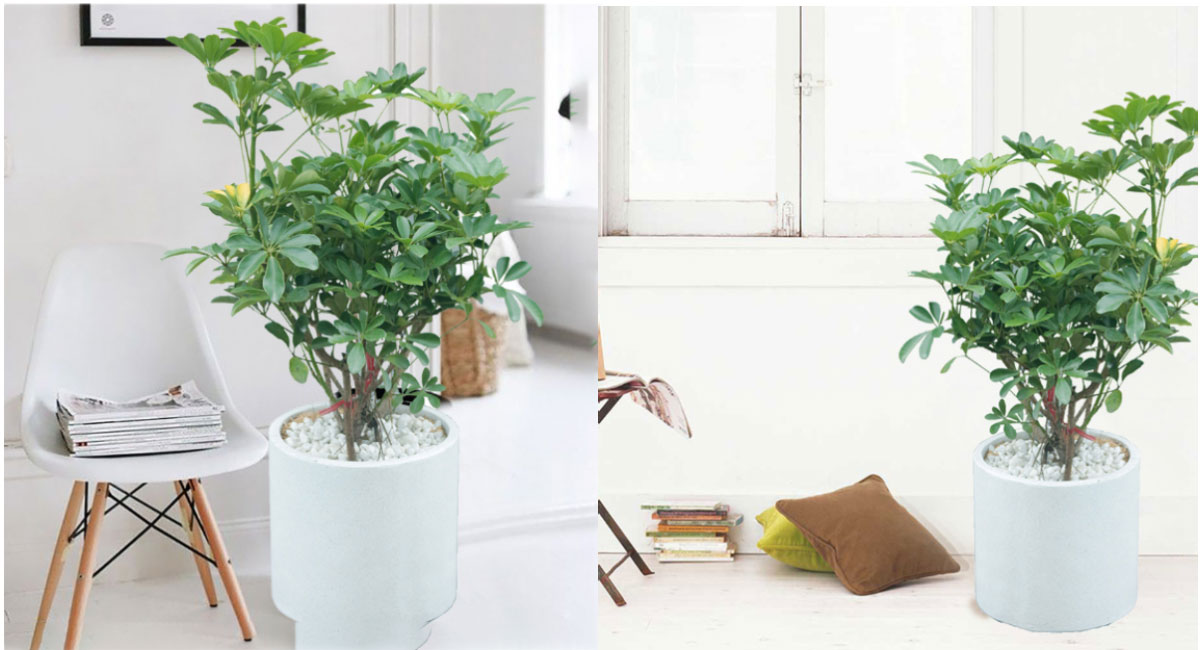 Cây ngũ gia bì trang trí tết phong thủy