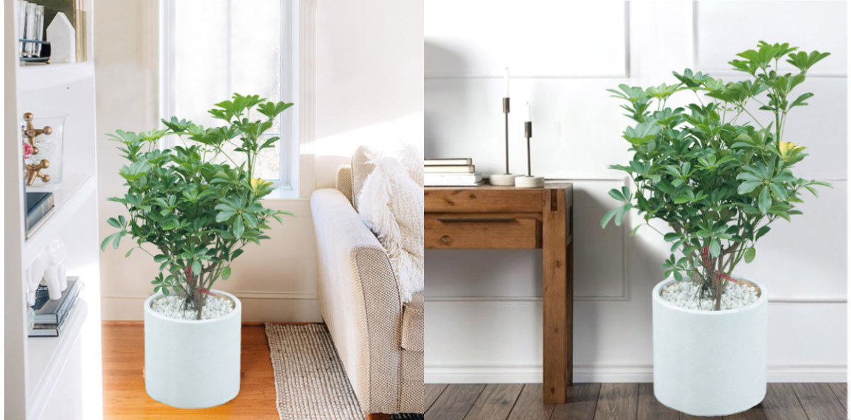 Trang trí tết phong thủy thu hút tài lộc bằng cây ngũ gia bì cảnh