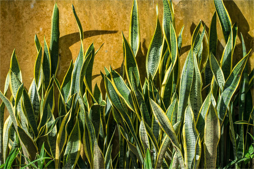 Cây lưỡi hổ phong thủy