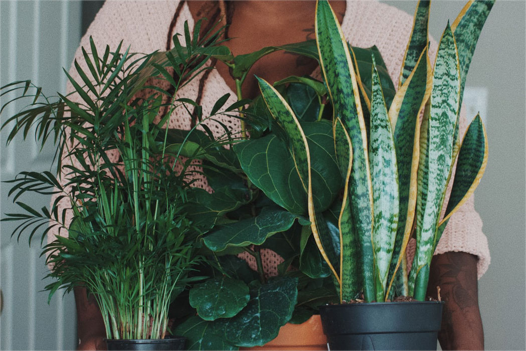 Cây lưỡi hổ phong thủy