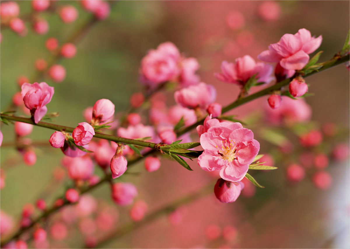 Hoa đào Tết - Biểu trưng cho một năm may mắn, tài lộc
