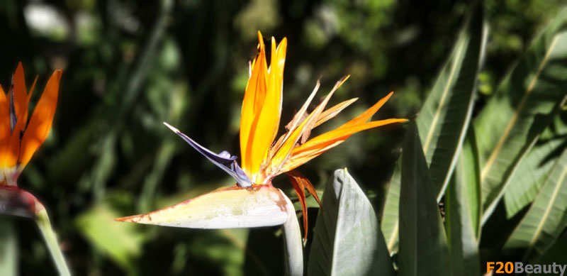 Hoa chim thiên đường