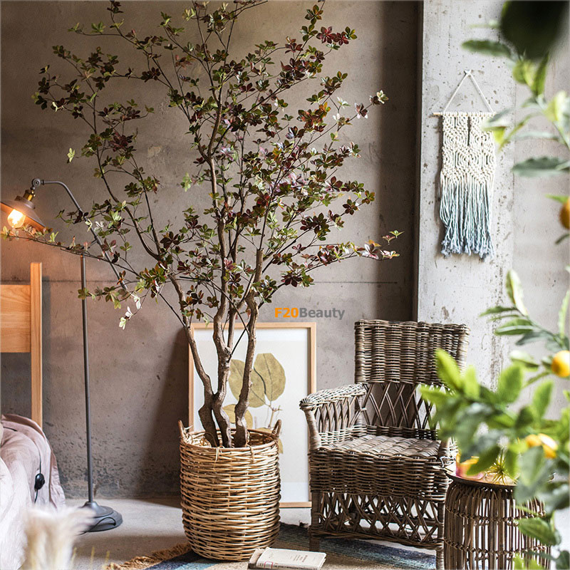 Cây lá cánh hoa Nhật Bản