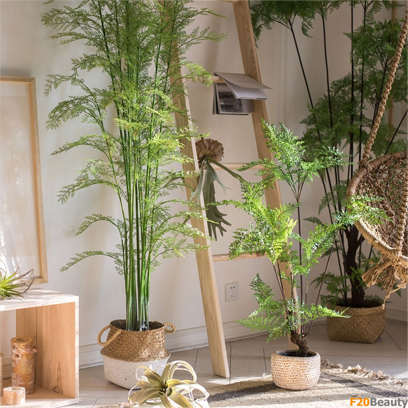 Cây dương xỉ Boston nhiệt đới