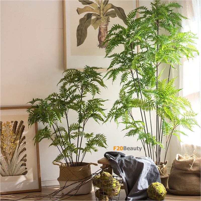 Cây dương xỉ Boston nhiệt đới