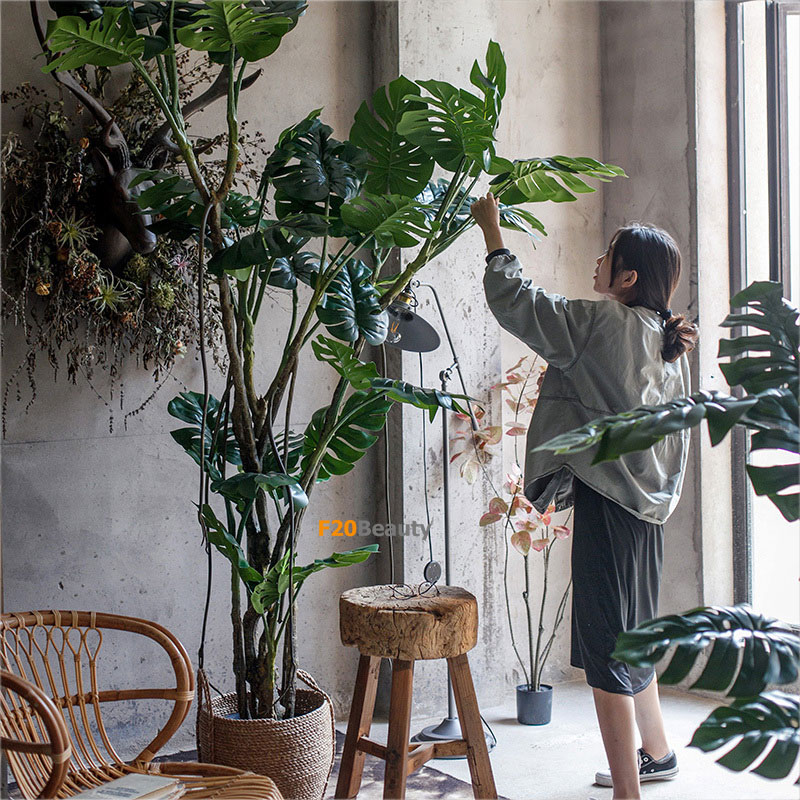 Cây Monstera lá xẻ
