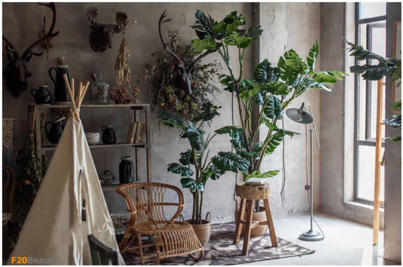 Cây trầu bà Monstera nhiệt đới