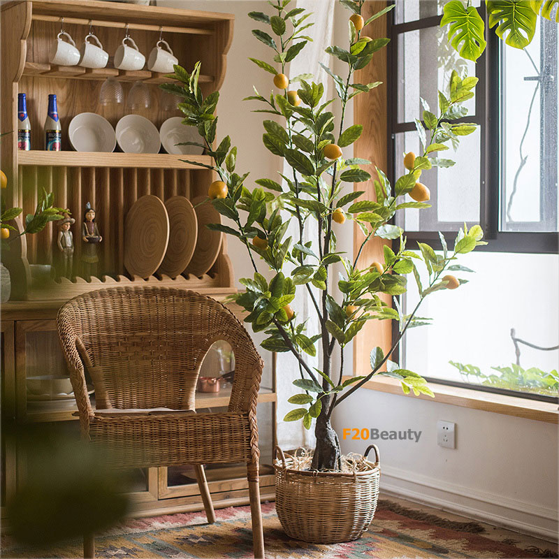 Cây chanh vàng Lộc Phát