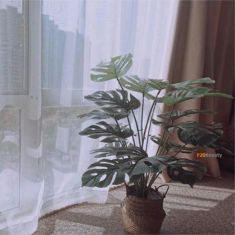 Chậu cây Monstera lá xẻ mini