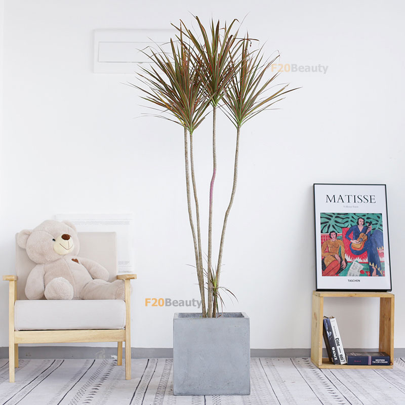 Cây huyết giác