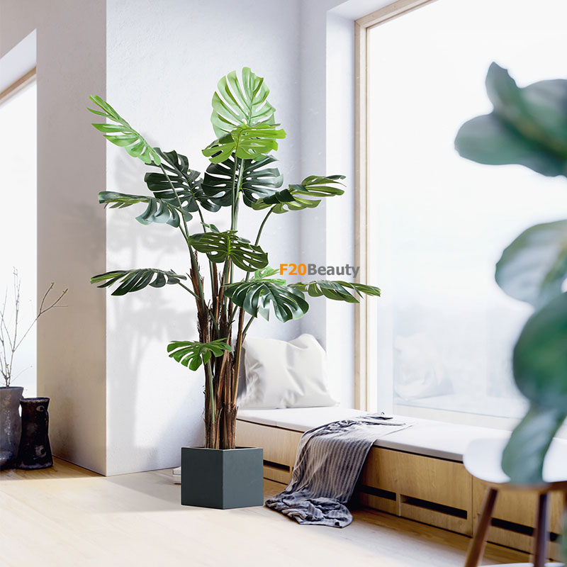 Cây Monstera lá xẻ Bắc Âu