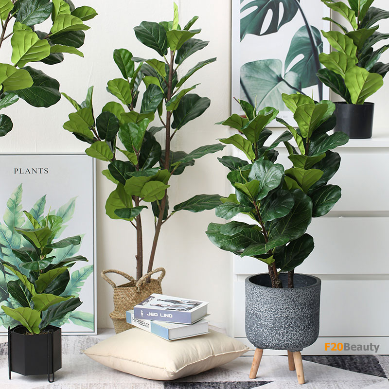 Những c&acirc;y b&agrave;ng Singapore xanh mướt bắt mắt