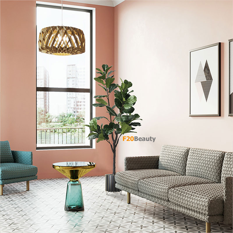 Cây bàng Singapore lá xum xuê