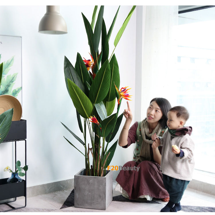 Cây chuối thiên điểu cao 170cm