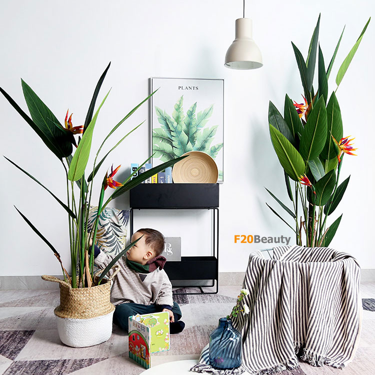 Cây chuối thiên điểu cao 170cm