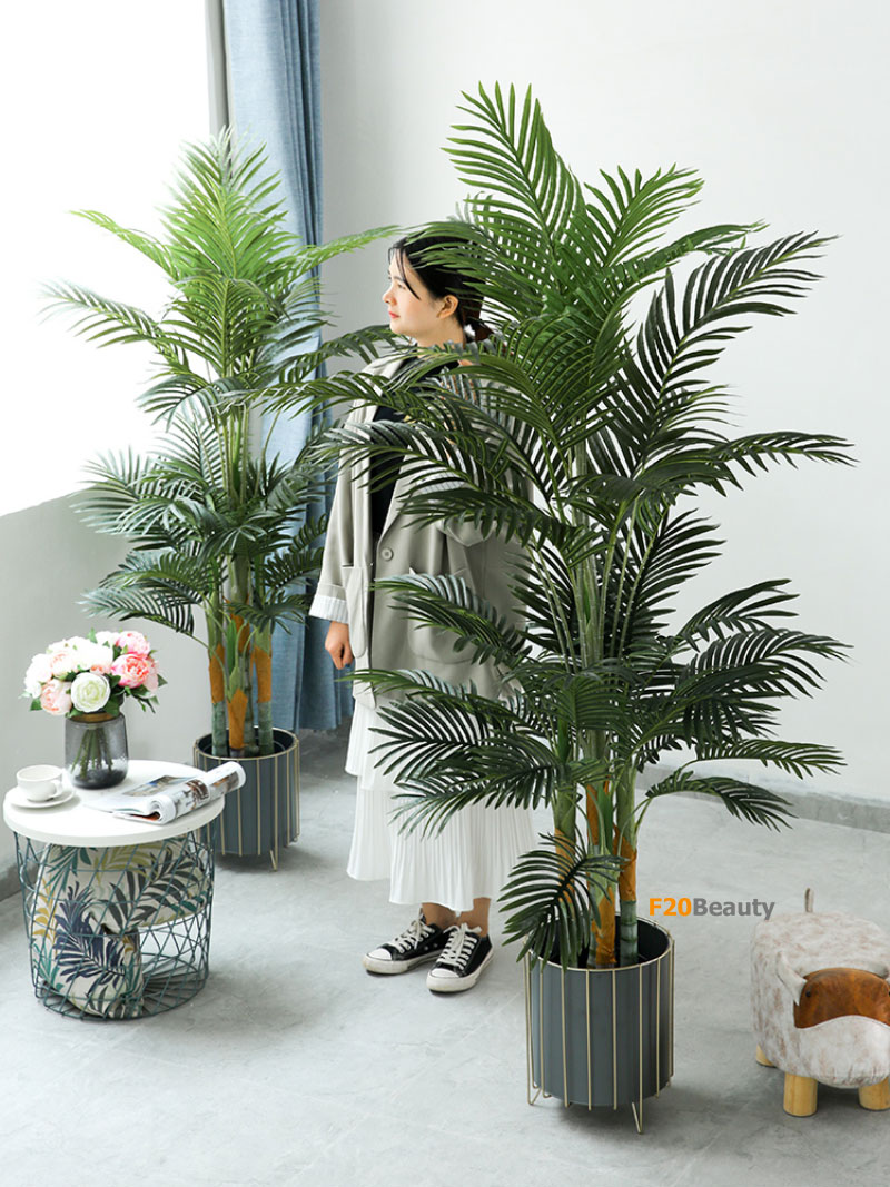 Cây cau kiểng giả thân to