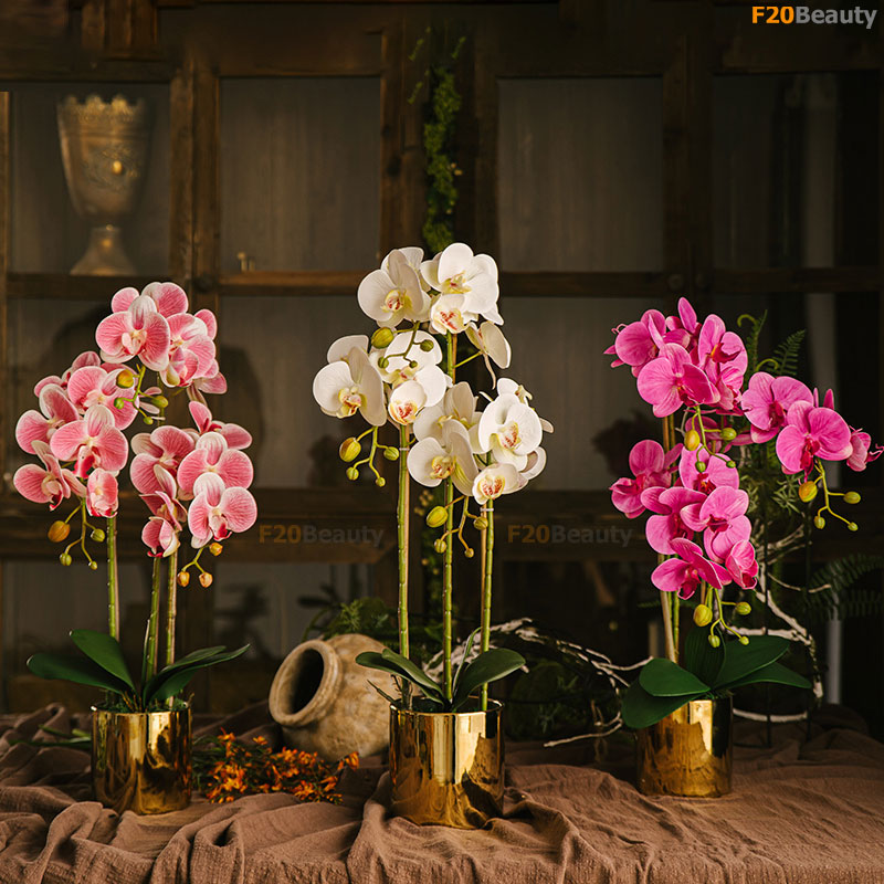 Bình hoa lan hồ điệp Phalaenospis