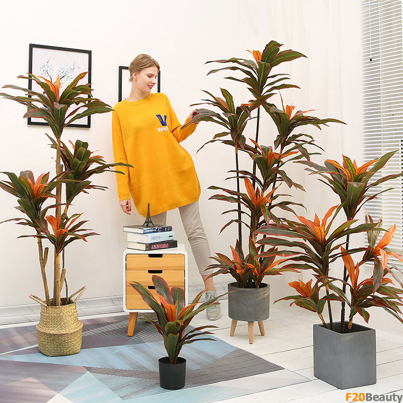 Cây phát tài hút may mắn