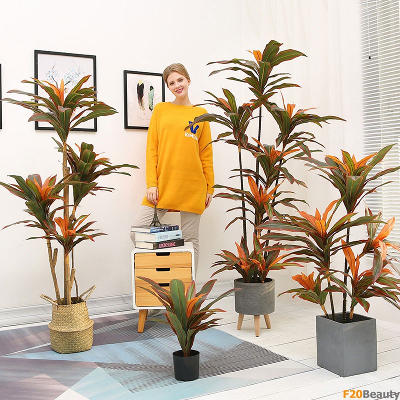 Cây phát tài hút may mắn