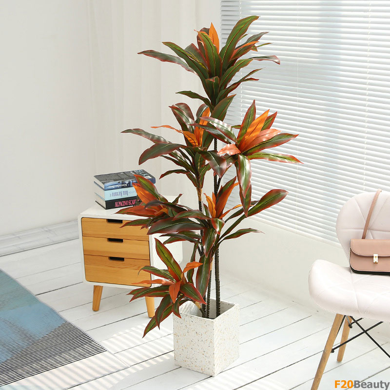 Cây phát tài hút may mắn