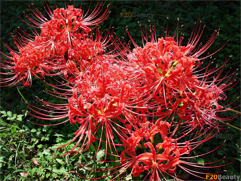 Truyền thuyết ý nghĩa hoa bỉ ngạn