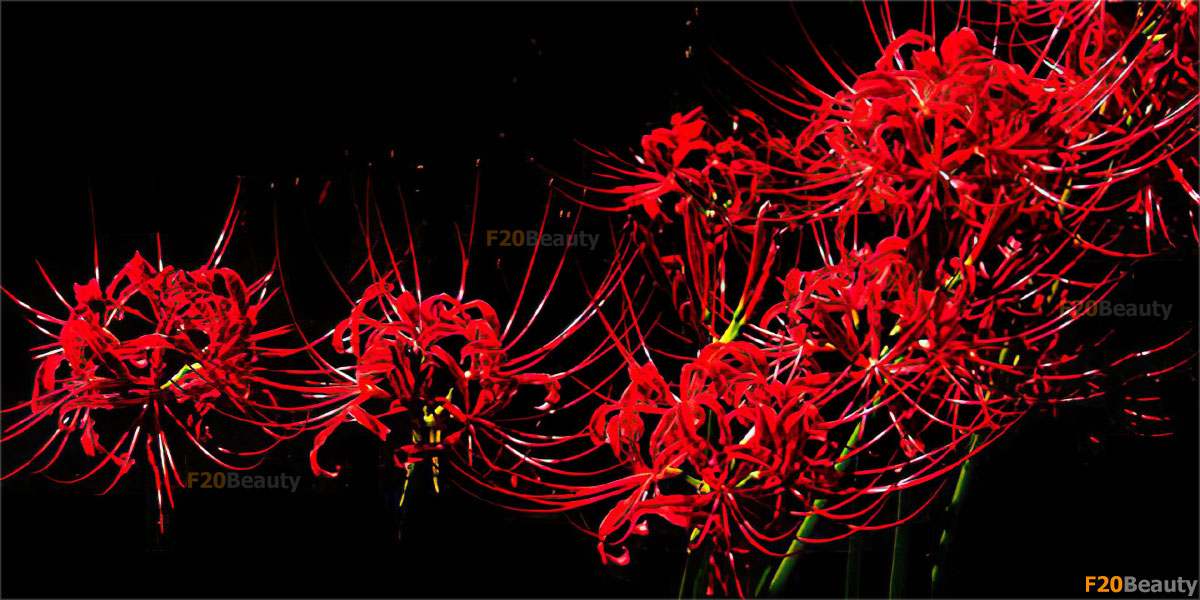 Truyền thuyết Mạn Châu Sa Hoa - Hoa bỉ ngạn