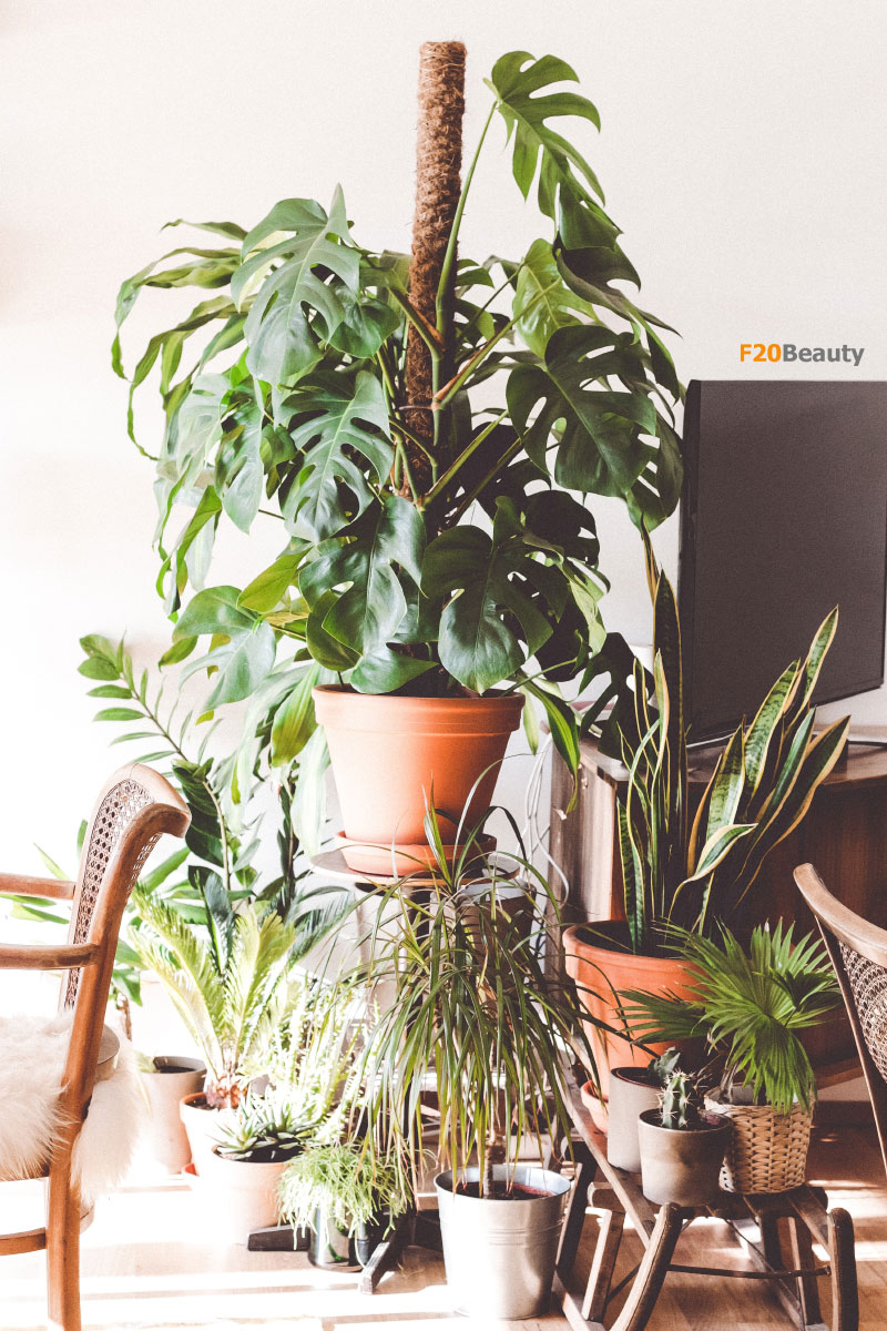 Cây cảnh xanh trang trí phong cách Scandinavian