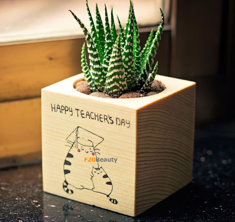 Ý nghĩa sen đá móng rồng