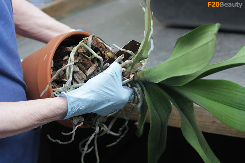 Cách làm hoa phong Lan ra hoa một lần nữa