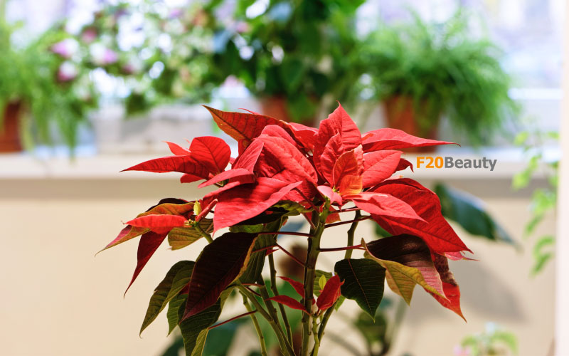 Cây hoa trạng nguyên