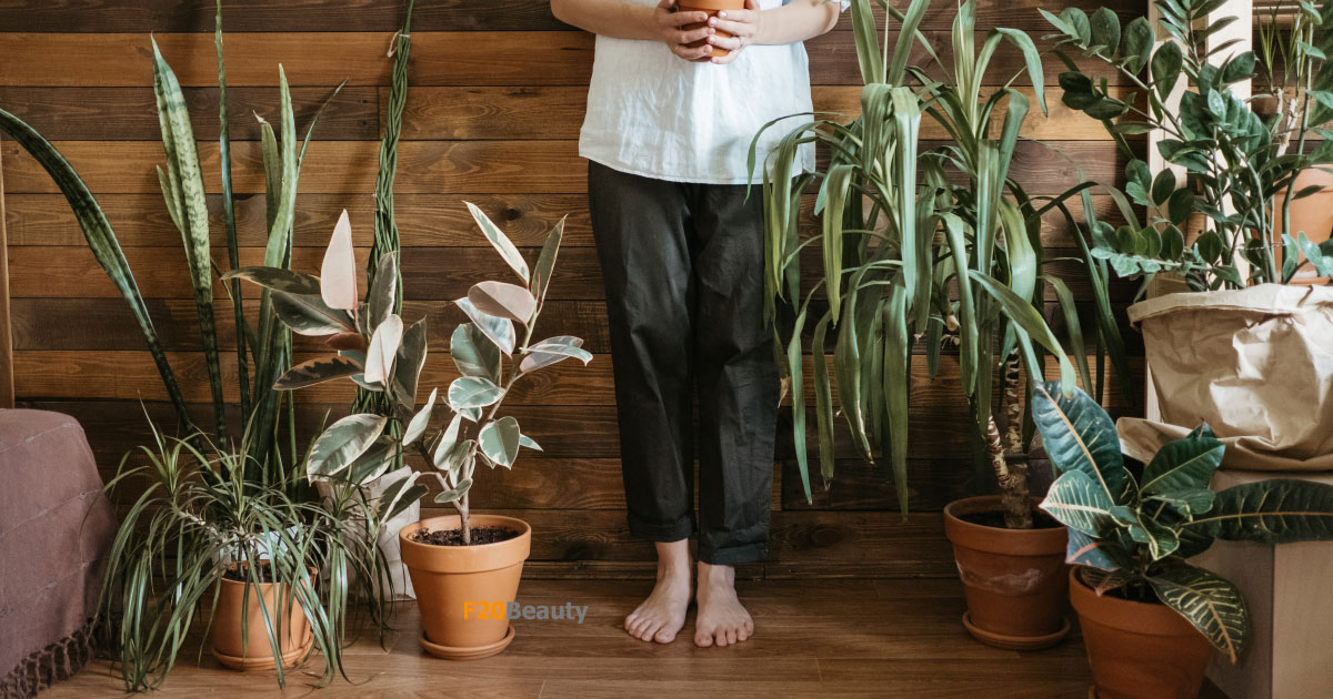 10 loại cây cảnh trồng trong nhà tốt sức khỏe hút tài lộc