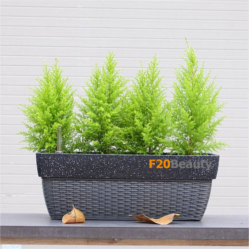 Cây tùng la hán nhỏ