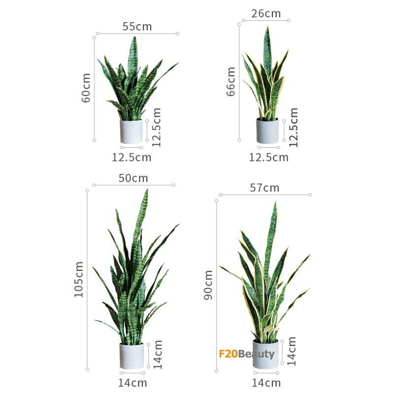 Cây lưỡi hổ để bàn