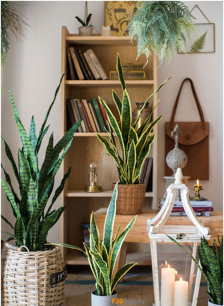 Cây lưỡi hổ để bàn