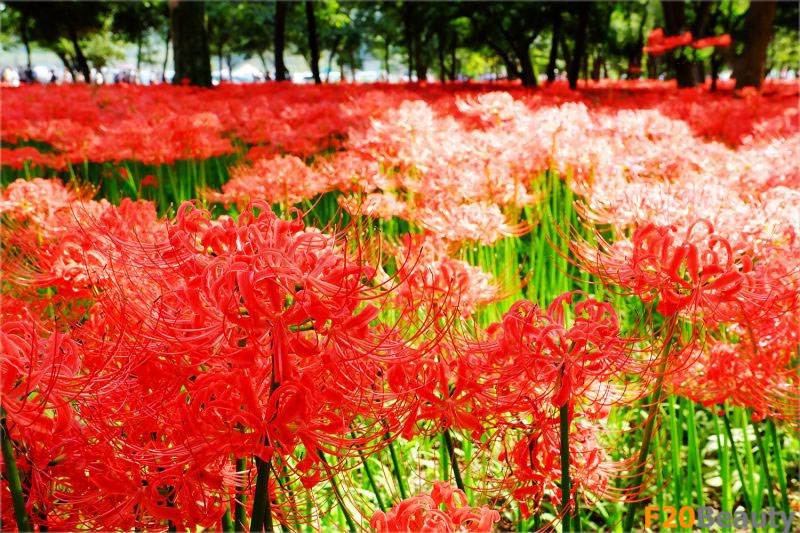 Màu sắc hoa bỉ ngạn