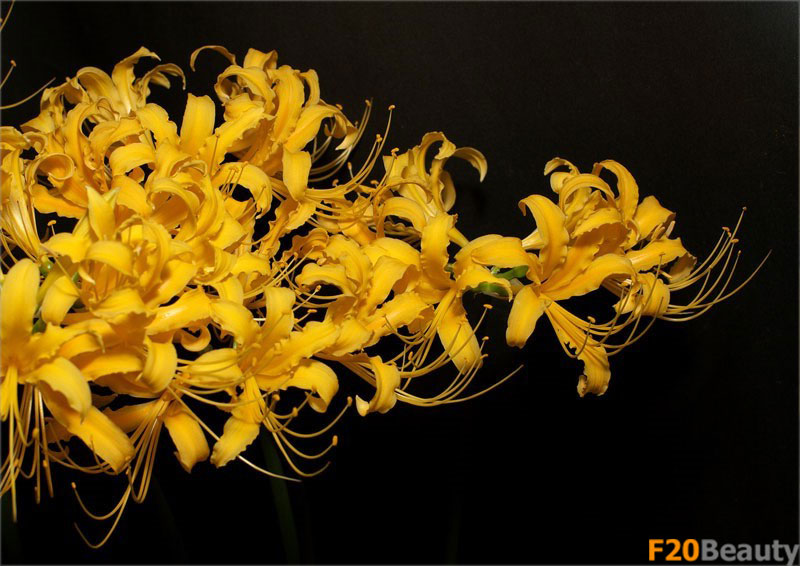 Màu sắc hoa bỉ ngạn