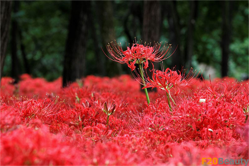 Màu sắc hoa bỉ ngạn