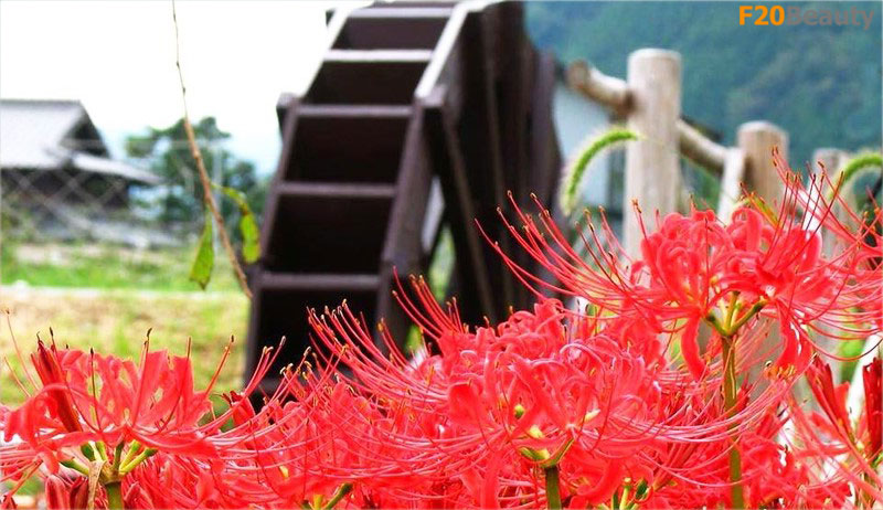 Lợi ích trồng hoa bỉ ngạn