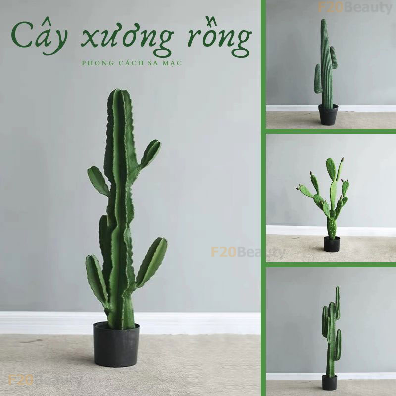 Cây xương rồng giả