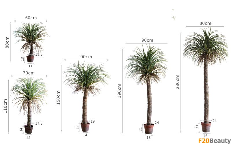 Cây cọ nhiệt đới