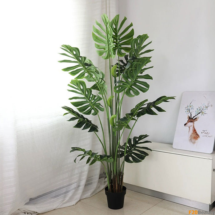 Cây Monstera Tropical cao 170cm